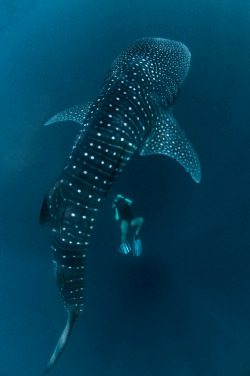 shaaarks:  Whale shark and me (by Jérôme
