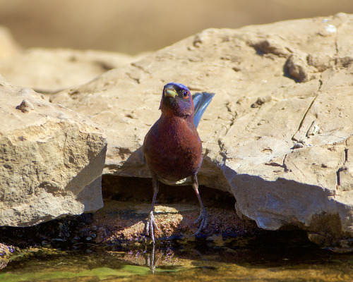 thelostcanyon: Varied Bunting (Passerina versicolor), Christmas Mountains Oasis, Brewster County, Te