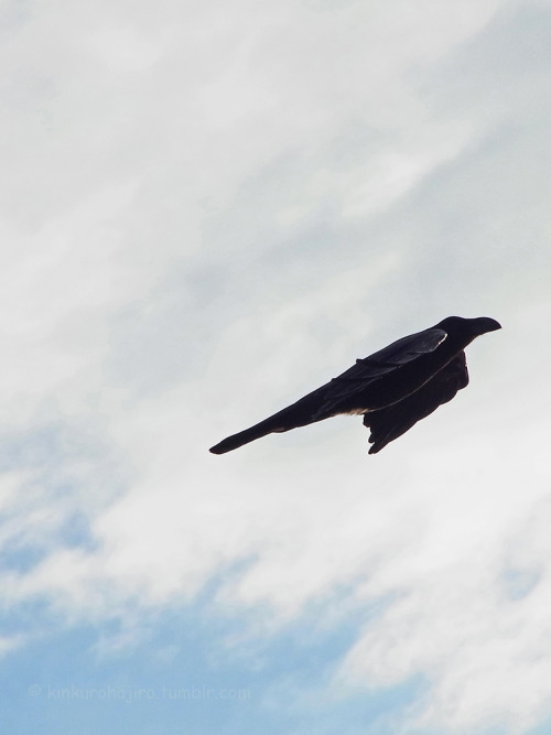 kinkurohajiro:2 dec. 2014(火) crows @ Kamogawa , Kyoto.  1&2,9&10; Carrion Crow adults 3&4; Jungle Crows, 5-8; young Carrion Crows.