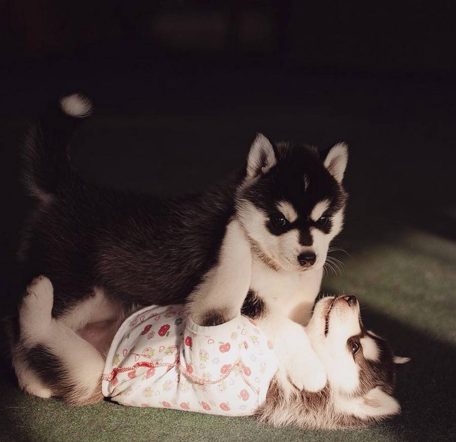 baby husky puppies tumblr