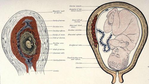 biomedicalephemera:Top: Uterine lining at 5 1/2 months, displaying thin maternal separation from fet