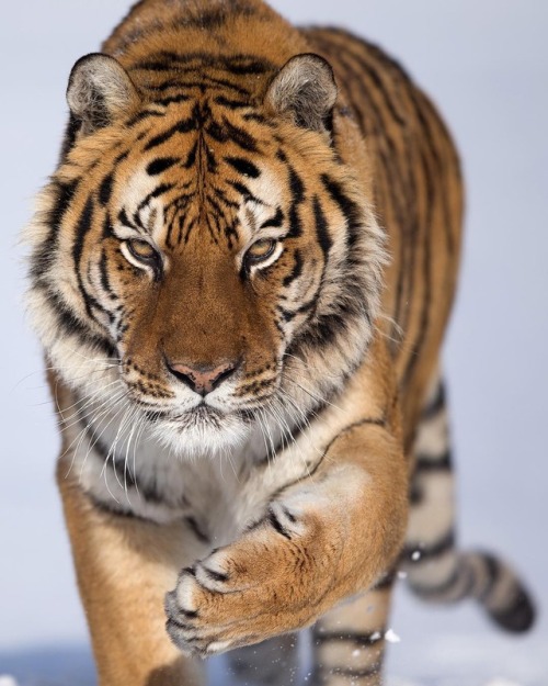 beautiful-wildlife:Siberian Tiger by © serhat_demiroglu_photography