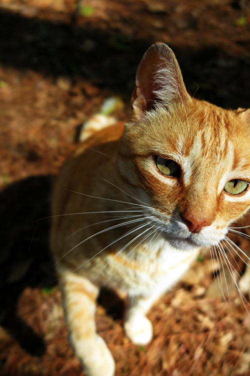 ambermaitrejean: Portraits of neighborhood cats. Joe kitty. Photos by Amber Maitrejean For more Joe 