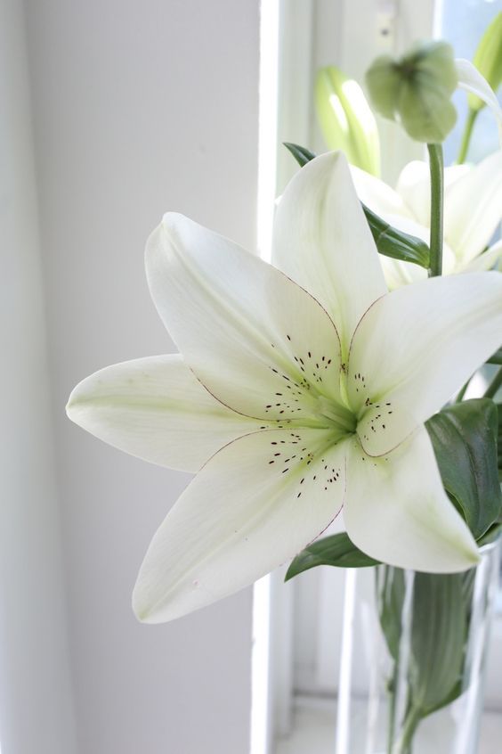 youblinkedshesgone:  justatouch:  (via TumbleOn)  @sumisa-lily …thought of you.