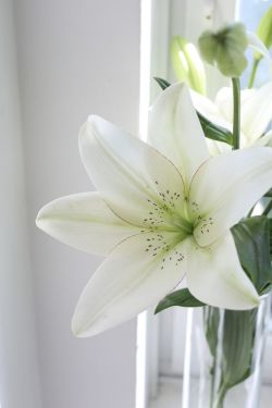 youblinkedshesgone:  justatouch:  (via TumbleOn)  @sumisa-lily …thought of you. Happy Tuesday beautiful.  Thank you so much gorgeous @youblinkedshesgone! 😊 That&rsquo;s so sweet of you!! I do love me some lilies!! I hope that your day is as glorious