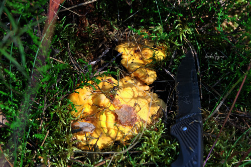 lindagoesmushrooming: Cantharellus cibarius