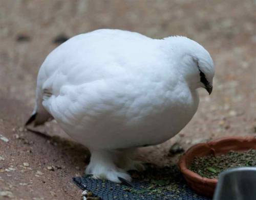 fat-birds:fat-birds:Svalbard Ptarmigan by Tony Northrup Photography.it’s snowball bird season 