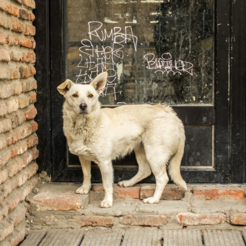 street dog, age unknown, Freedom Square • ქუჩის ძაღლი, ასაკი უცნობია, თავისუფლების მოედანი