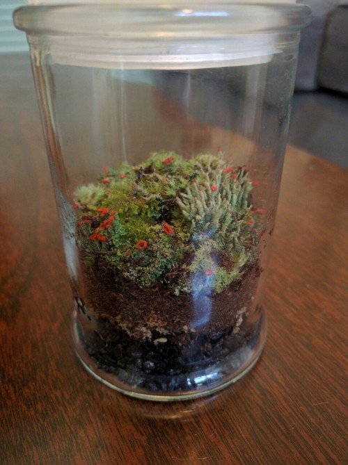 One of my hobbies. I really enjoy making terrariums and decorating them. I made the kodama by mixing