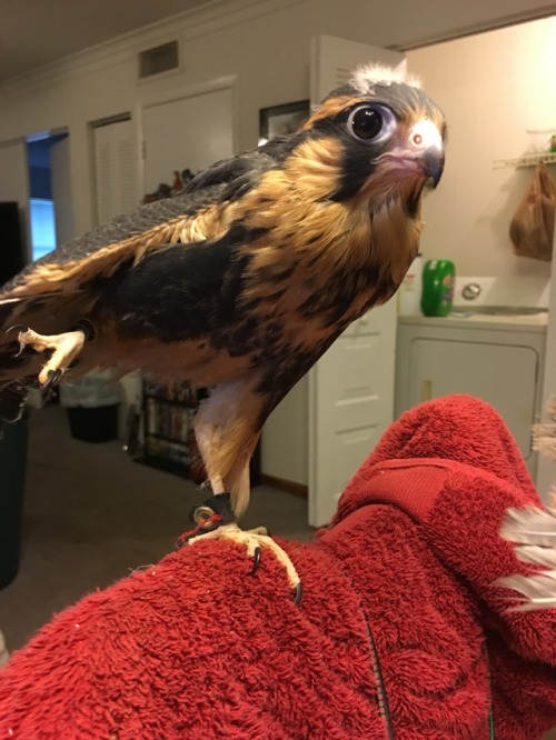 hawk-feathers: Here he is, in all his cute.