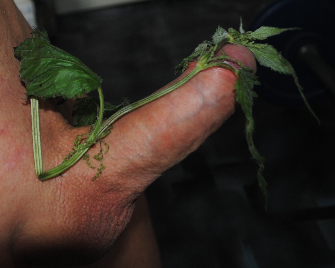 Nettle fun