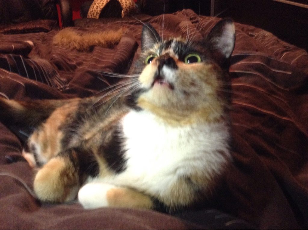 daily-funnyanimals:  Treats?!