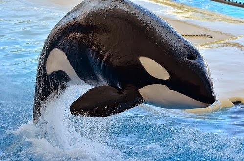 tokitaee:adviceforvegans:Attention everyone who watched Blackfish and was horrified by the cruelty!I