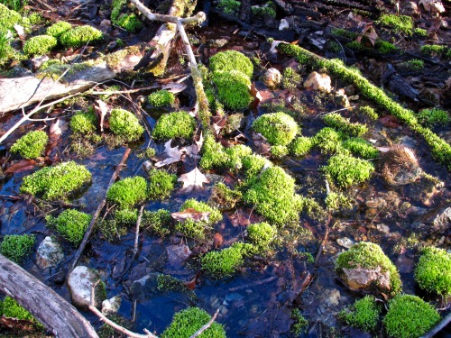 The big spring at Black Rock woods. Most of the stones under the moss are quartz and jasper.Before E