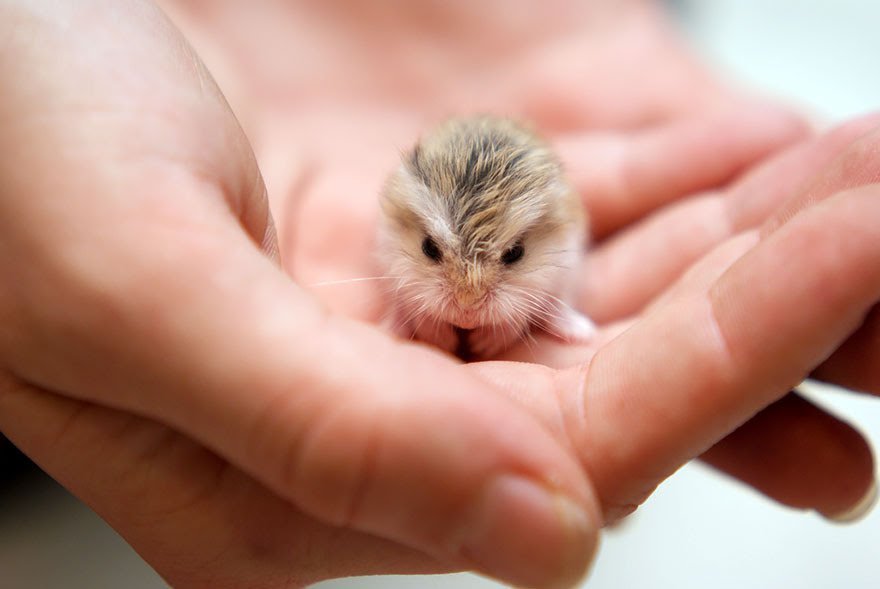 awwww-cute:  The most adorable ball of hatred (Source: https://ift.tt/2G6ygni)