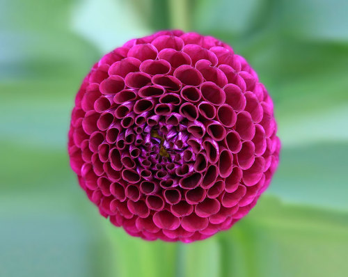 mayahan:Photos Of Geometrical Plants For Symmetry Lovers