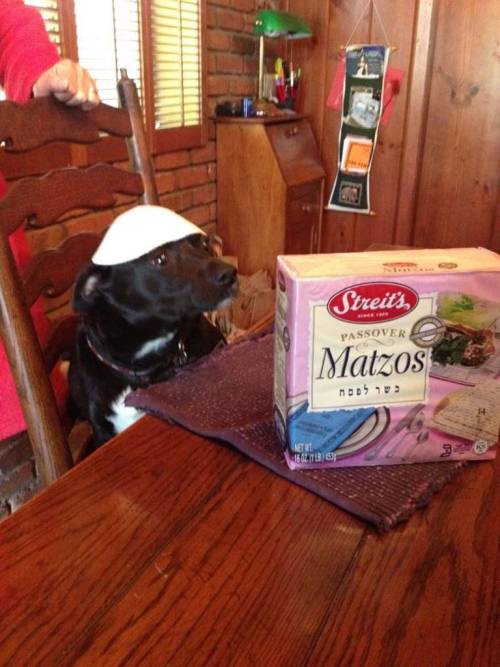 chicago-poet: pvq: master post of dogs celebrating passover @gaymilesedgeworth