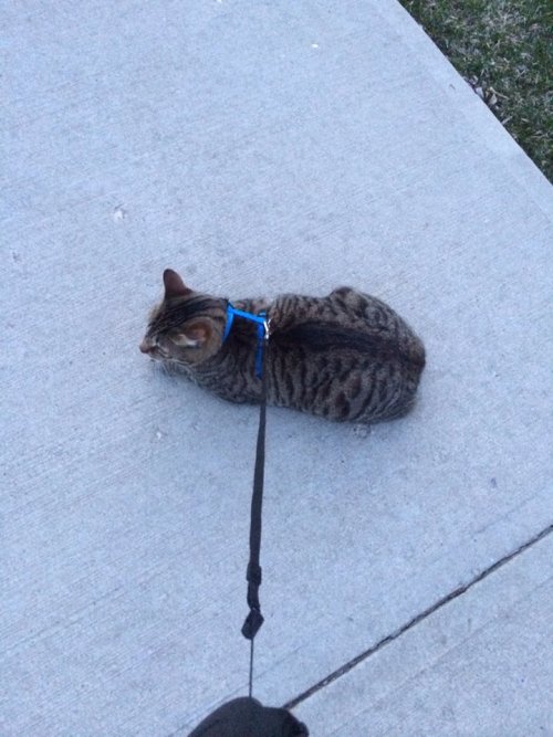 awwww-cute:  Took the cat out for a… sit 