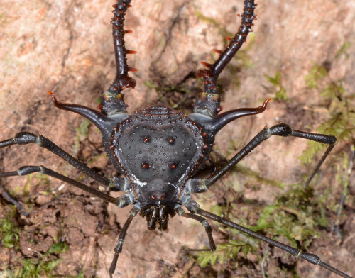 captain-price-official:onenicebugperday:Harvestmen (Arachnida, Opiliones) photographed by Art Anker 