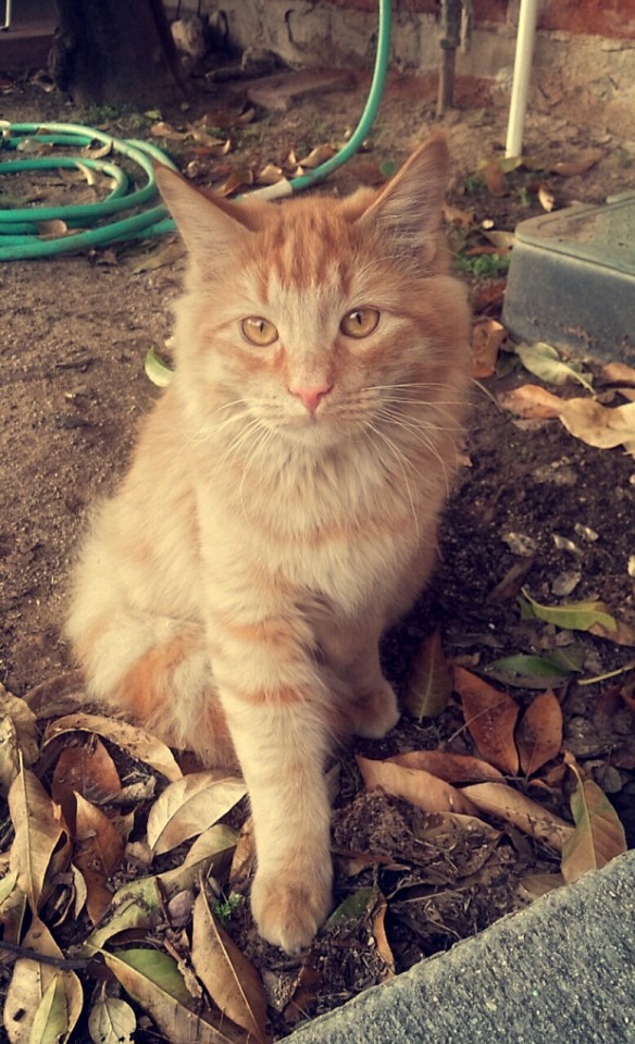 This Is Pumpkin