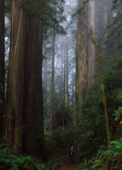 davidjohnsonphoto:  The heavy fog, combined with the wet and misty ferns and monolithic old-growth redwoods… this was basically the rainforest from King Kong. I was half expecting to see giant claw marks on the trees hundreds of feet up.Trillium Falls,