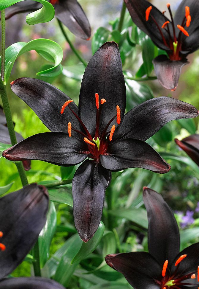 gardeninglovers:  ~~ Asiatic lily ‘Queen of the Night’ | thoroughly spectacular