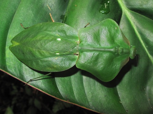 onenicebugperday:Tropical Shield mantis,Choeradodis staliiPhotos 1 and 2 byjasonzhu, photo 3 byfelip