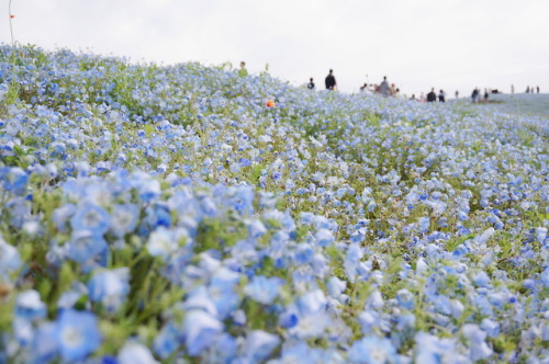 雨上がりの一面ブルー。この時期に来られて良かった。10年ぶりRIJF以来のひたちなか、懐かしさもありつつ。2019.5