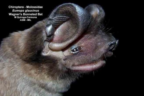 unaestheticsideblog: Dog faced bats sorted from least to most content.