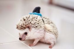 littlefreeman:  Fact: 17% of all shark attacks are actually hedgehogs
