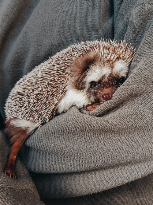 hedgehogsofasgard:Sleepy baby