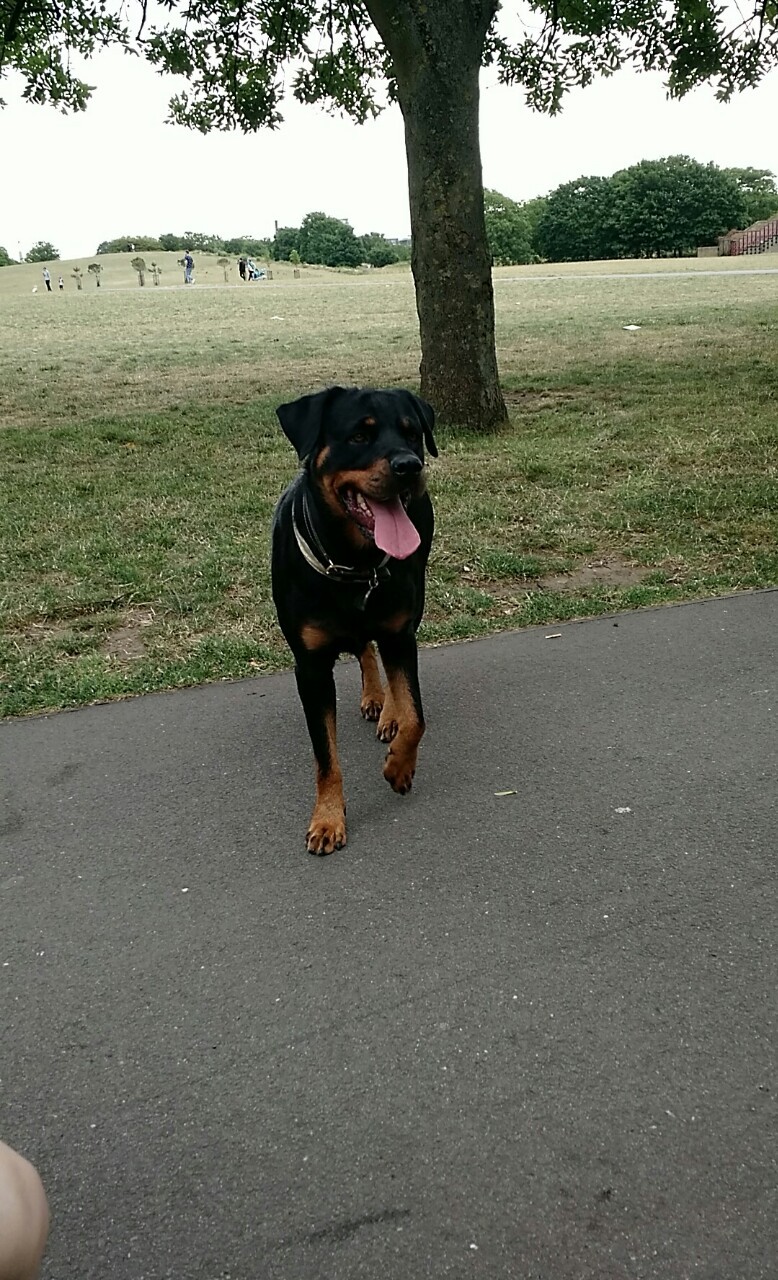 legoshoes:  My friends look after dogs and they are all beautiful! 