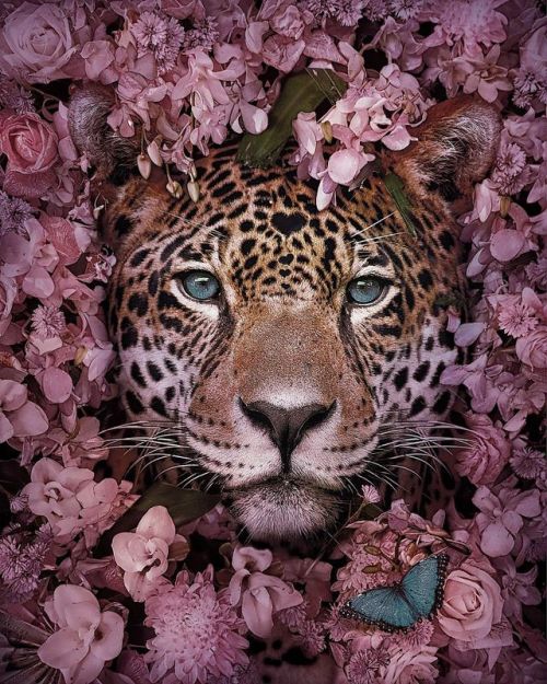 16 Stunning Animal Portraits By Andreas Häggkvist To Raise Awareness For Endangered Species