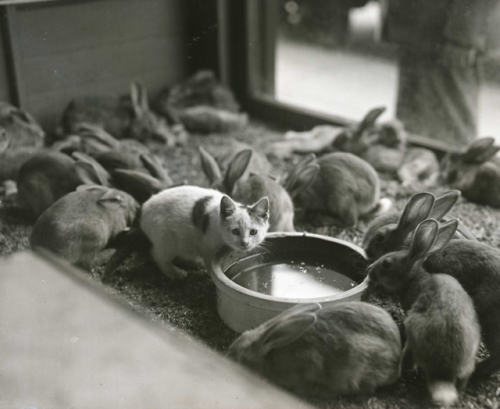 yesterdaysprint:Kitten with rabbit friends in Lynn, Massachusetts, ca. 1930