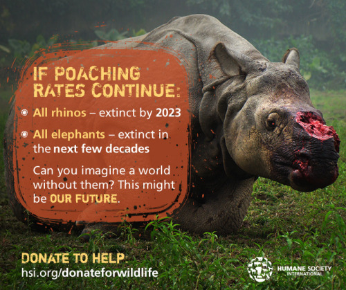 death-is-only-everlasting:thehappysorceress:Jewelry. Carvings. Symbols of wealth and status. Health tonics. Every day, elephants and rhinos are being slaughtered in gruesome ways by poachers greedy for the animals’ tusks and horns used to make ivory