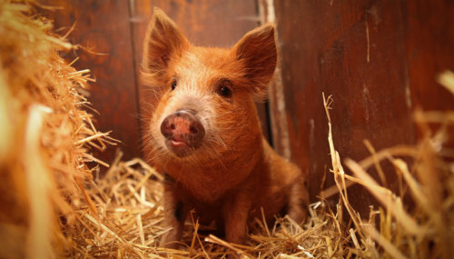 madisucks:In case you’re wondering, the prettiest pig in the world lives at a farm sanctuary in Aust