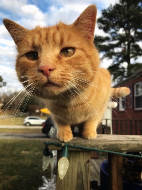 Ginger, January 2018 Brandywine, MD