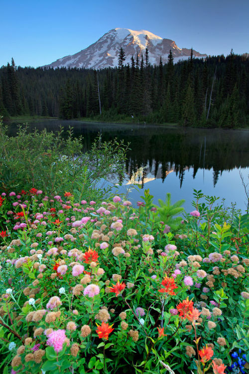 microbe:Mt Rainier, Washington.