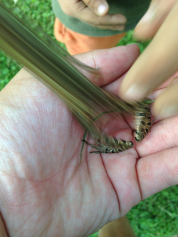 blazepress:  ‘The frog jumped right when i took the picture.’