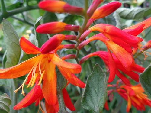 theplanthouse:Crocosmia is a genus of plants in the Iridaceae family, native to grasslands of southe