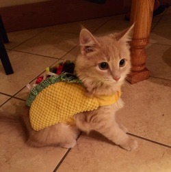 awwww-cute:  Taco cat is the cutest palindrome (Source: http://ift.tt/29gLY8i)