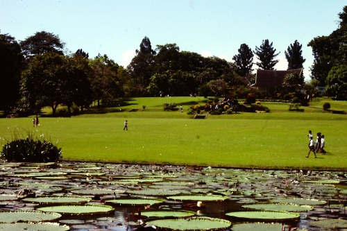 Bogor Botanical Gardens With Giant Lily Pads, Java, Indonesia, 1979.About 3 feet in diameter, the gi