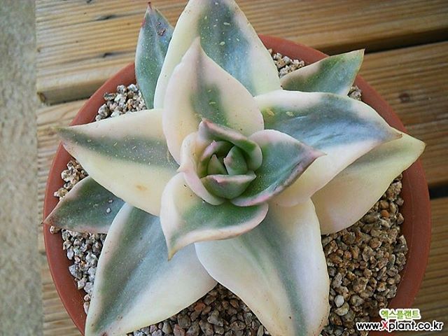 xplant-co-kr:누벨라금 별모양이네요^^ #succulent #lithops #haworthia #다육식물