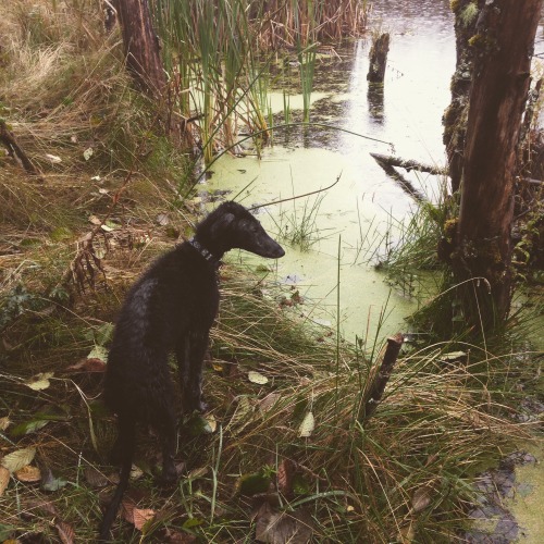 nw-intp: Mt. St. Helens’ Swamp Beast