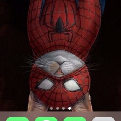 falloutgirl2310:One of the coolest wallpapers. Spiderman + cat = perfection. #cats #spiderman