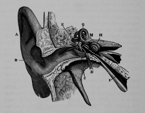 chaosophia218:  Joseph C. Hutchison - Anatomical Illustrations, “The Laws of Health”, 1884.