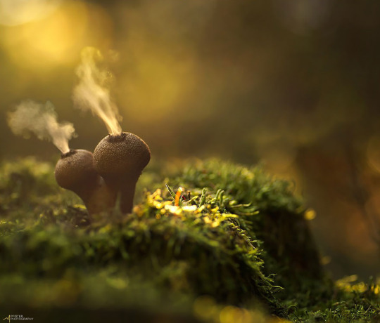 Okay, but can we just appreciate how aesthetically pleasing mushrooms are?