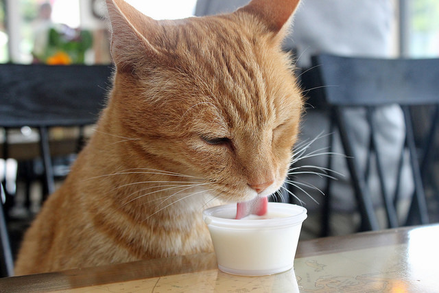 phototoartguy:  Satisfied Customer by pakhouse@att.net on Flickr.