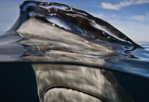 nubbsgalore:  lemon sharks photographed by adult photos