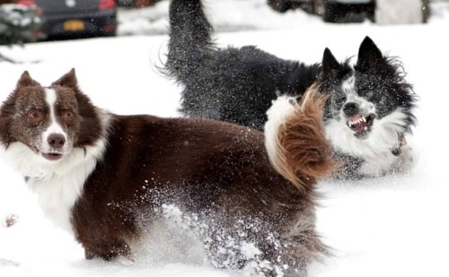 Smile it is Friday! #tgif #thankgoditsfriday #bordercollie #bordercollieworld #hikingwithdogs #hikin